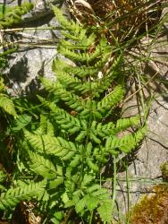 Dryopteris dilatata. Mature plant with sterile 3-pinnate frond.
 Image: L.R. Perrie © Leon Perrie CC BY-NC 3.0 NZ